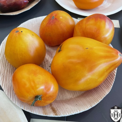Solanum lycopersicum 'Oranzheviy Slon Minusinskiy' - Harilik tomat 'Oranzheviy Slon Minusinskiy' P9/0,55L